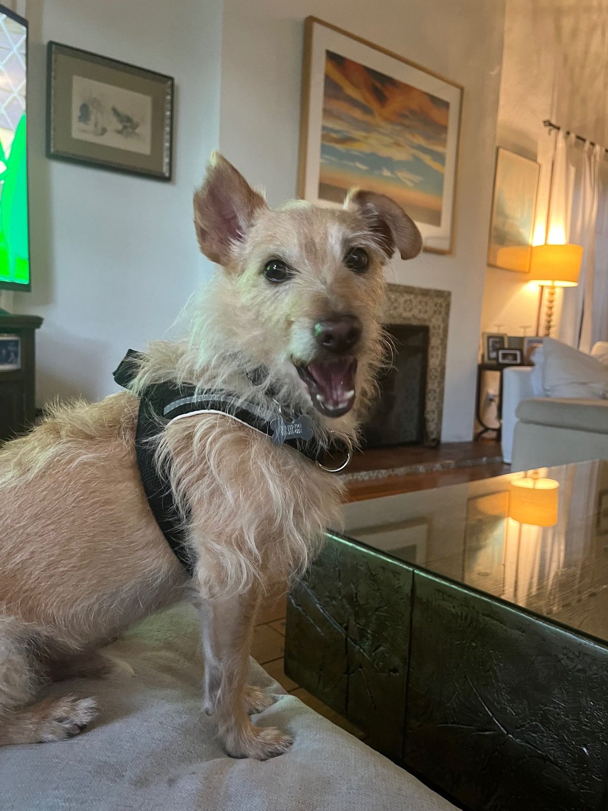 Lost Dog in Beverly Hills — listing photo