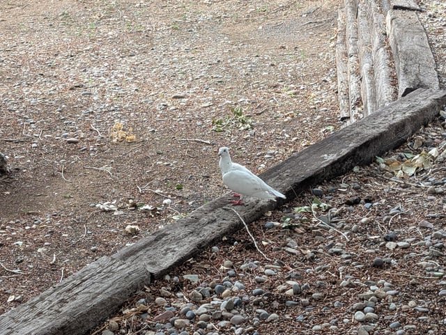 Lost Cat in Albuquerque, New Mexico — White/freckled pigeon found off Menaul