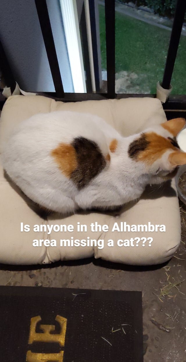 Lost Cat in Los Angeles, California — Anyone in the Alhambra area missing a cat?