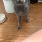 found cat in Charlotte, North Carolina