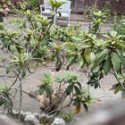 lost cat in San Francisco, California