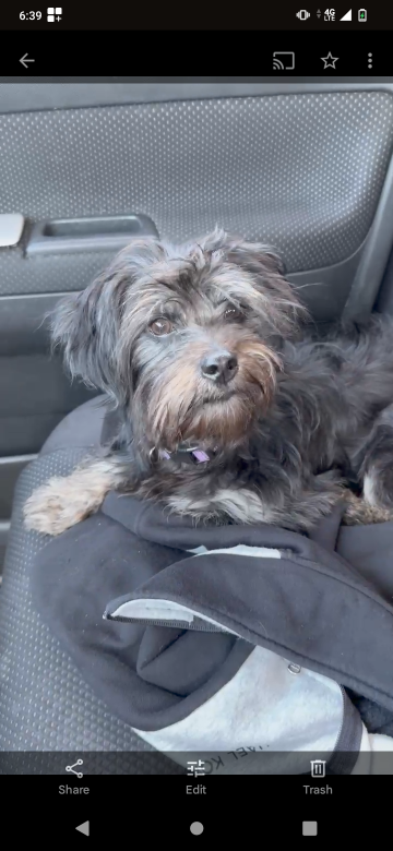 Lost Dog in Fairfield, Ohio — listing photo