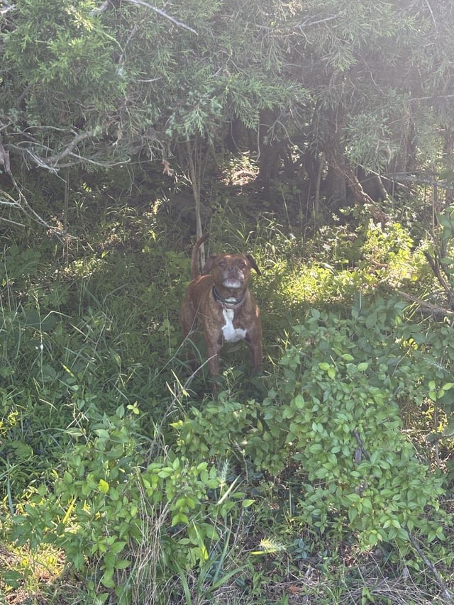 Lost Pet in Nashville, Tennessee — listing photo