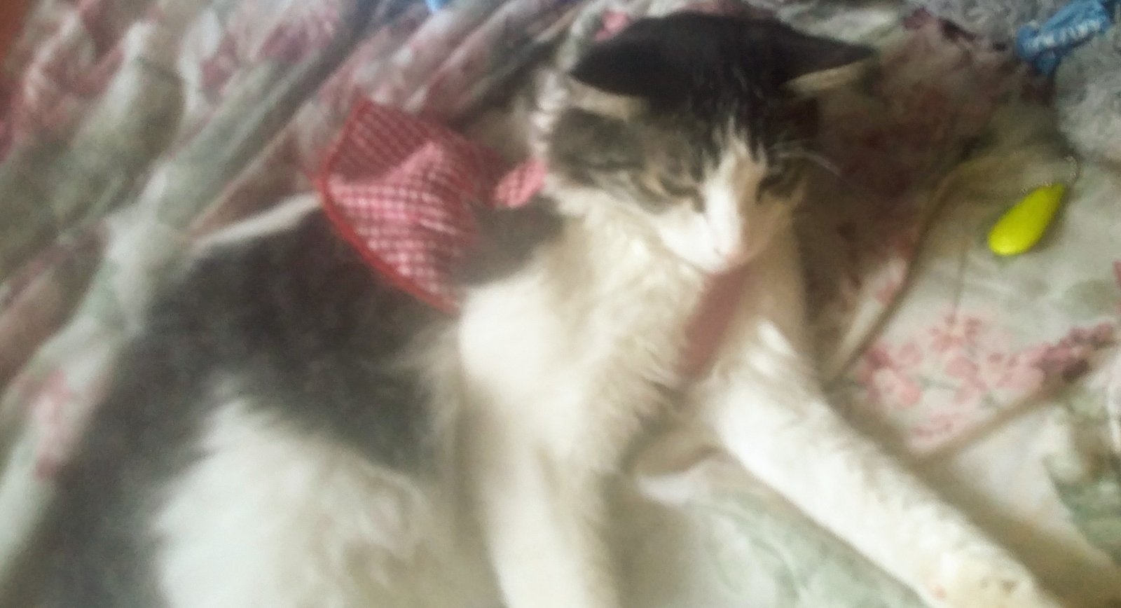 Lost Cat in El Paso, Texas — listing photo
