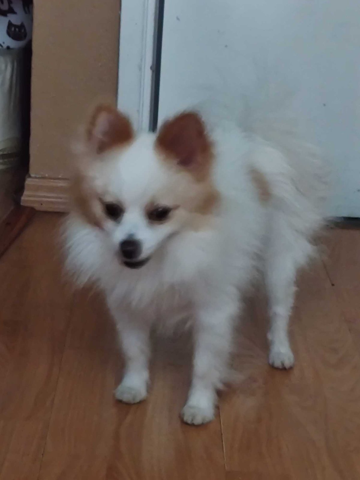Found Dog in Westminster, California — listing photo