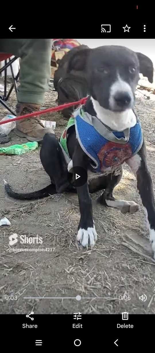 lost dog in Bakersfield, California