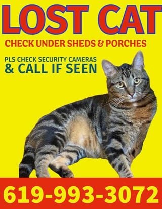 lost cat in El Cajon, California