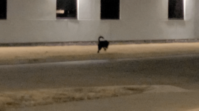 Lost Dog in Wichita, Kansas — Black German Shepherd running on 2nd and Seneca st, delano