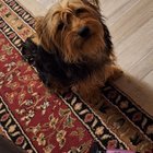 found dog in El Paso, Texas