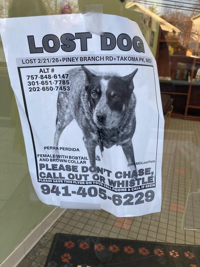 Lost Dog in Washington, District of Columbia — listing photo