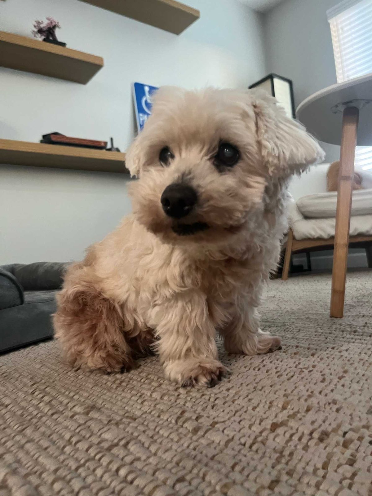 Lost Dog in Paramount, California — listing photo