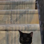 lost cat in Philadelphia, Pennsylvania