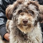 Found Dog in Wichita, Kansas — listing photo