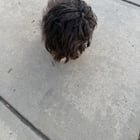 Lost Dog in Charlotte, North Carolina — listing photo