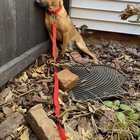 found dog in Louisville, Kentucky