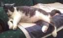Lost Cat in Shelby — listing photo