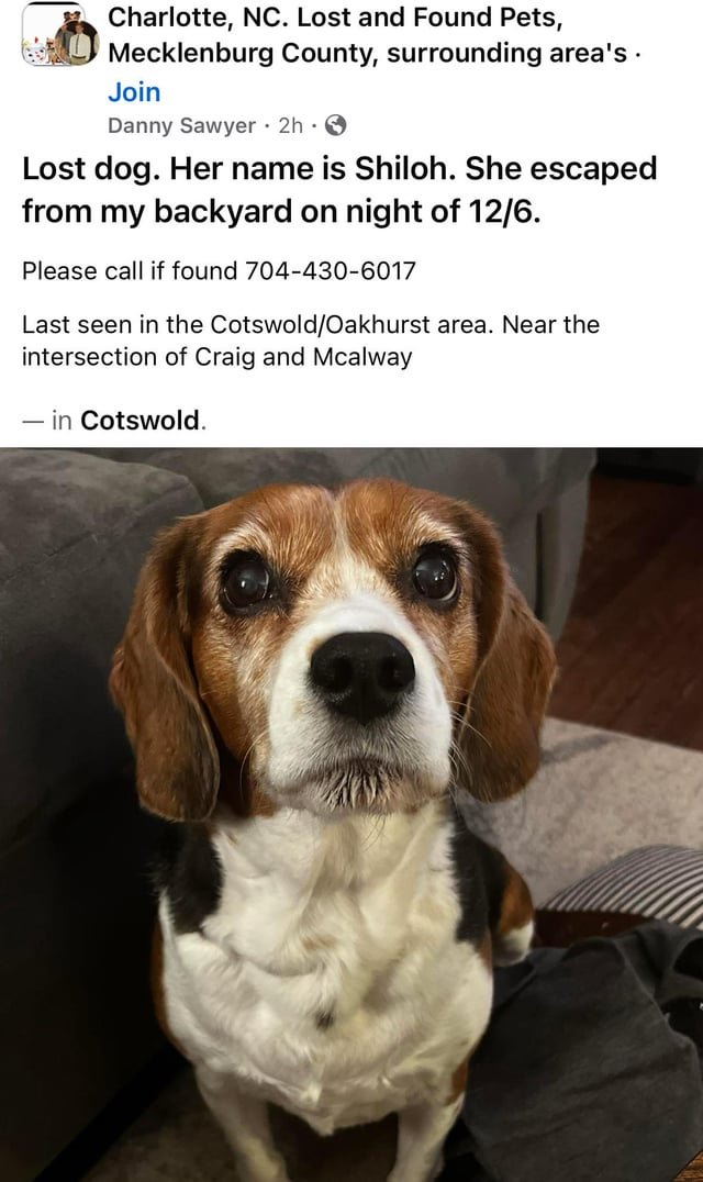 Lost Dog in K — Beagle missing since Saturday night. Cotswold/Echo Hills area.