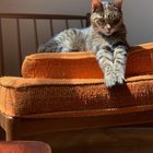 Found Dog in Washington, District of Columbia — Looking for a Good Home for a Sweet Adult Male Cat, Miles