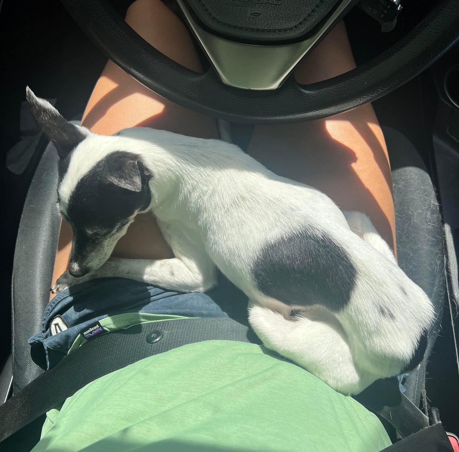 Lost Dog in Miami, Florida — listing photo