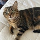 lost cat in Milwaukee, Wisconsin