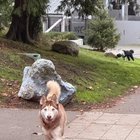 lost dog in Seattle, Washington