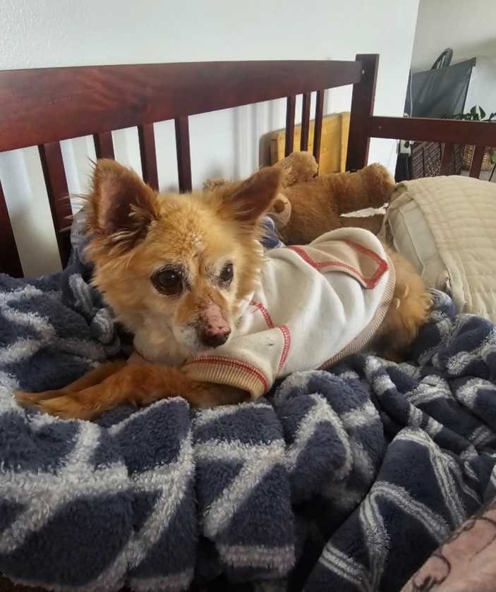 Lost Dog in Slate st — listing photo
