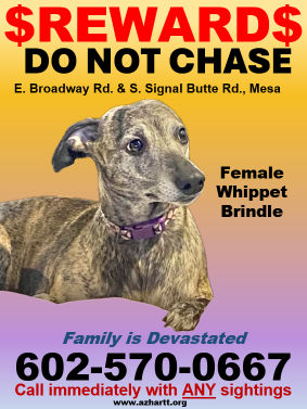 Lost Dog in Mesa, Arizona — listing photo
