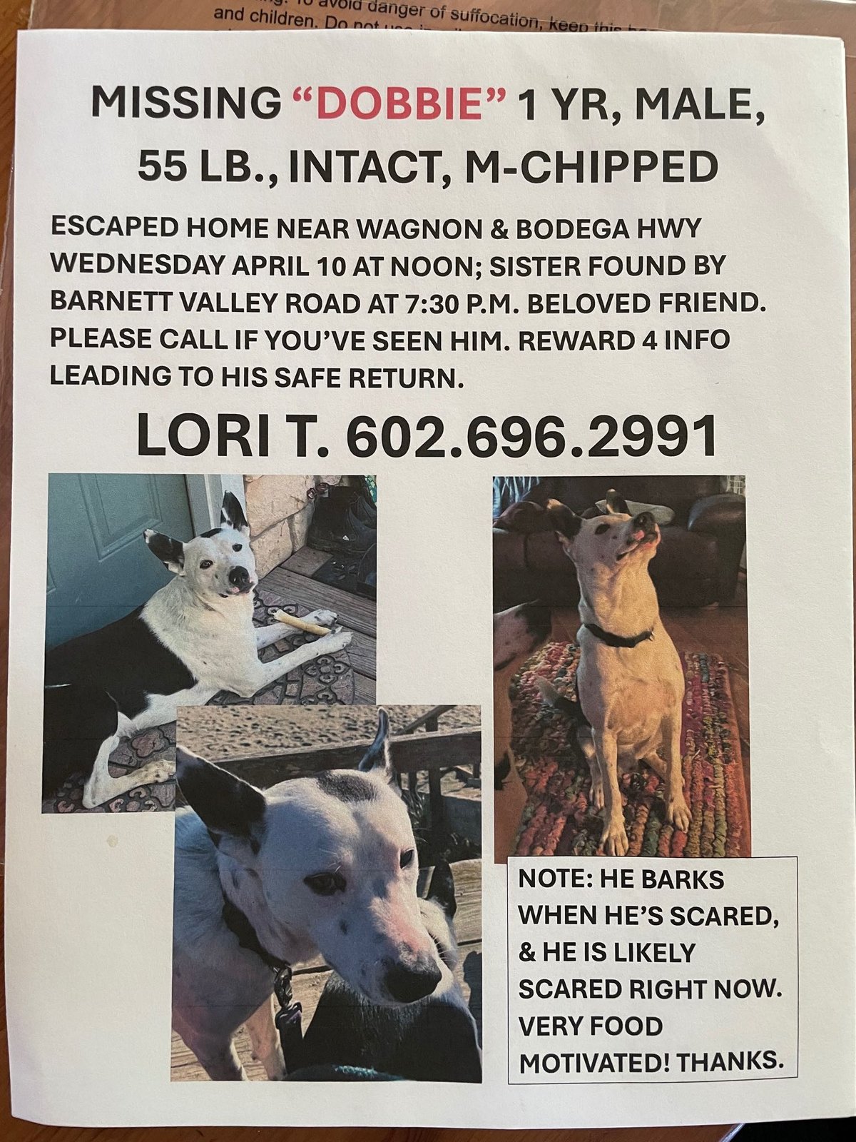 Lost Dog in Sebastopol — listing photo