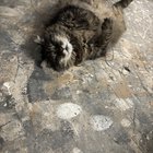 Lost Cat in Sacramento, California — listing photo