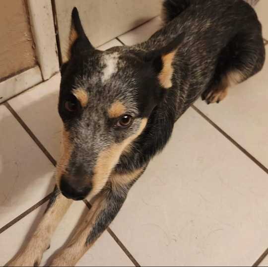 Lost Dog in Tucson, Arizona — listing photo