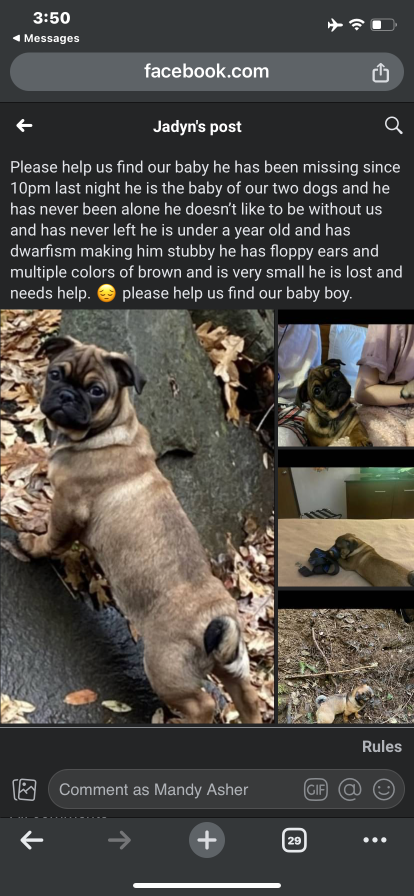 Lost Dog in Umatilla — listing photo
