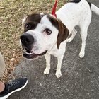 Found Pet in Orlando, Florida — listing photo