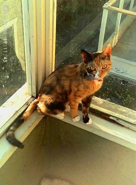 Lost Cat in Milton-Freewater — listing photo