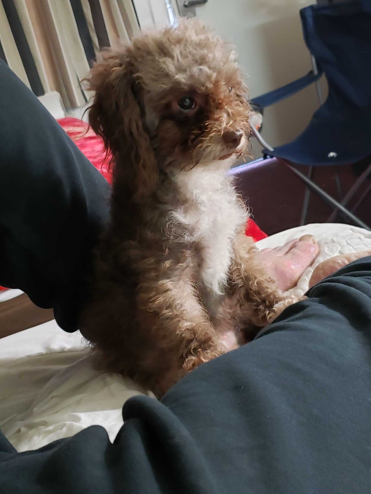 Lost Dog in Norwalk, Connecticut — listing photo