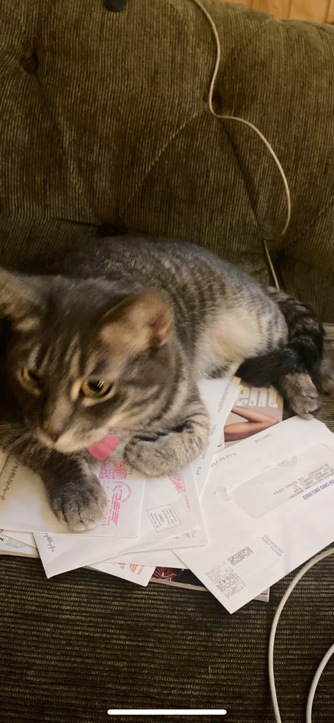 Lost Cat in Sacramento, California — listing photo