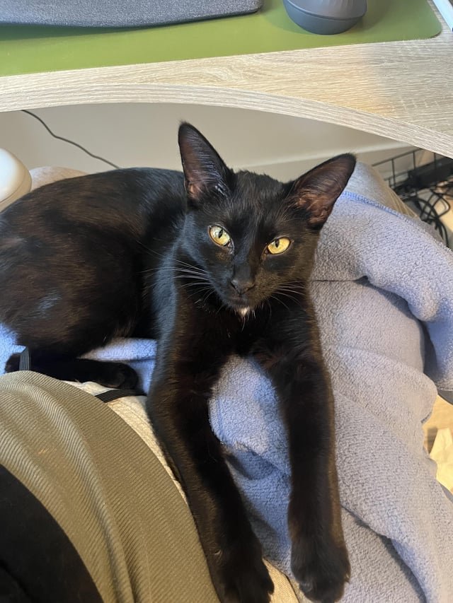 Found Cat in San Diego, California — Anyone close to Old Town lose a black kitten? (6mo F)