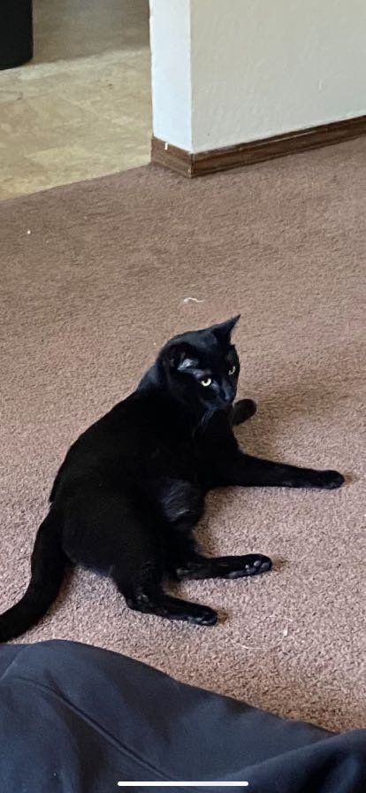 Lost Cat in South Lake Tahoe — listing photo
