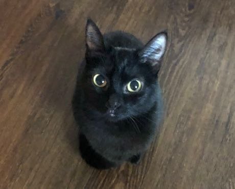 Lost Cat in Oregon City — listing photo