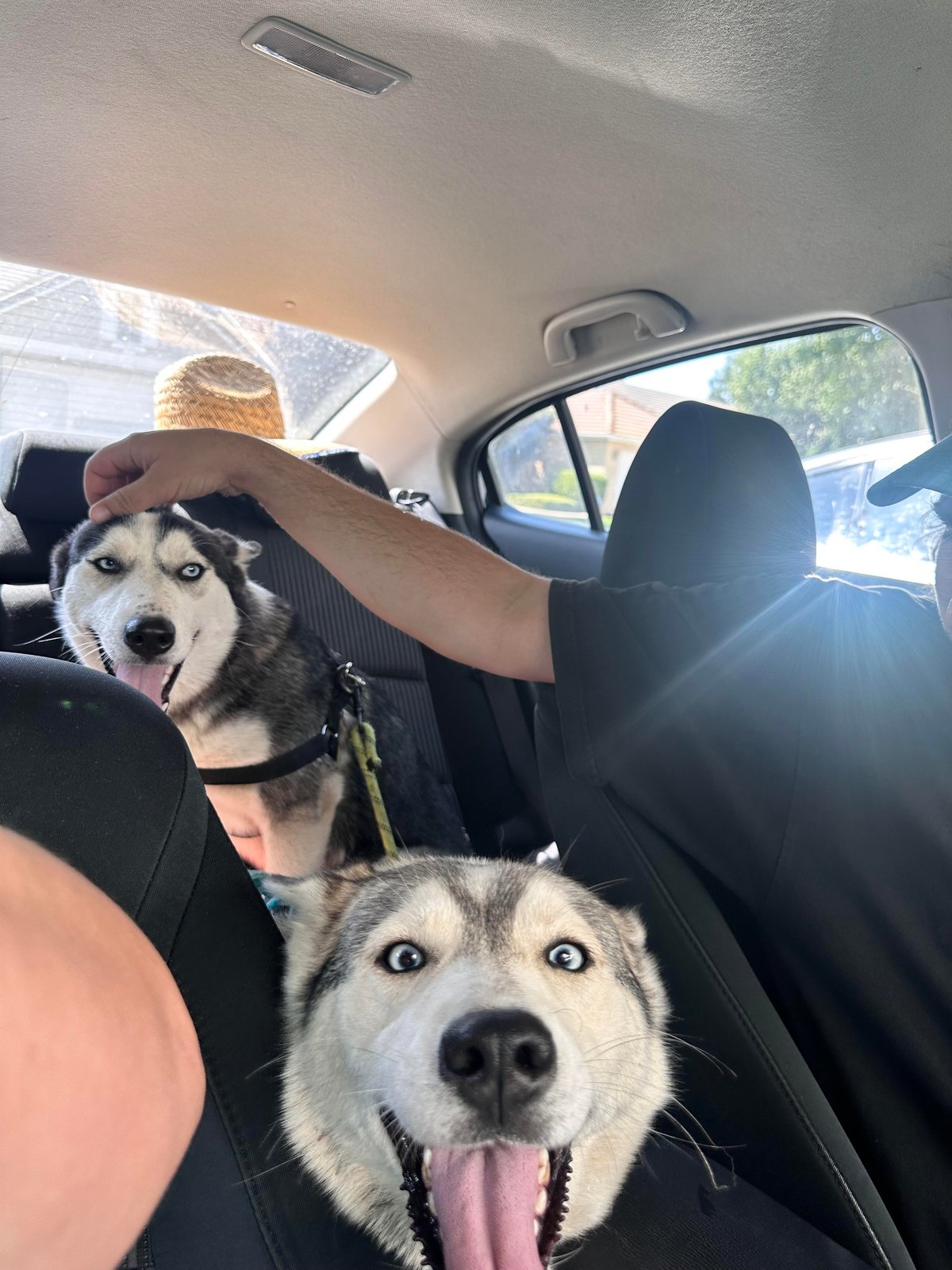 Found Pet in Fresno, California — listing photo