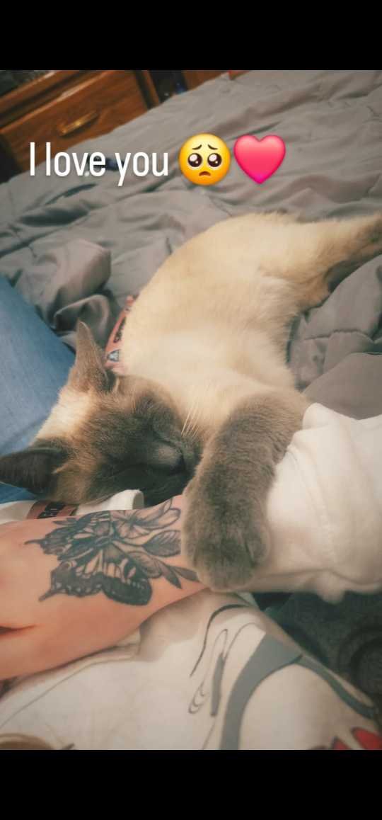 Lost Cat in Aurora, Colorado — listing photo