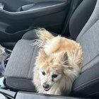 Found Pet in Albuquerque, New Mexico — listing photo