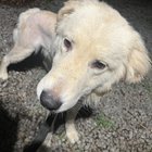 found dog in Louisville, Kentucky