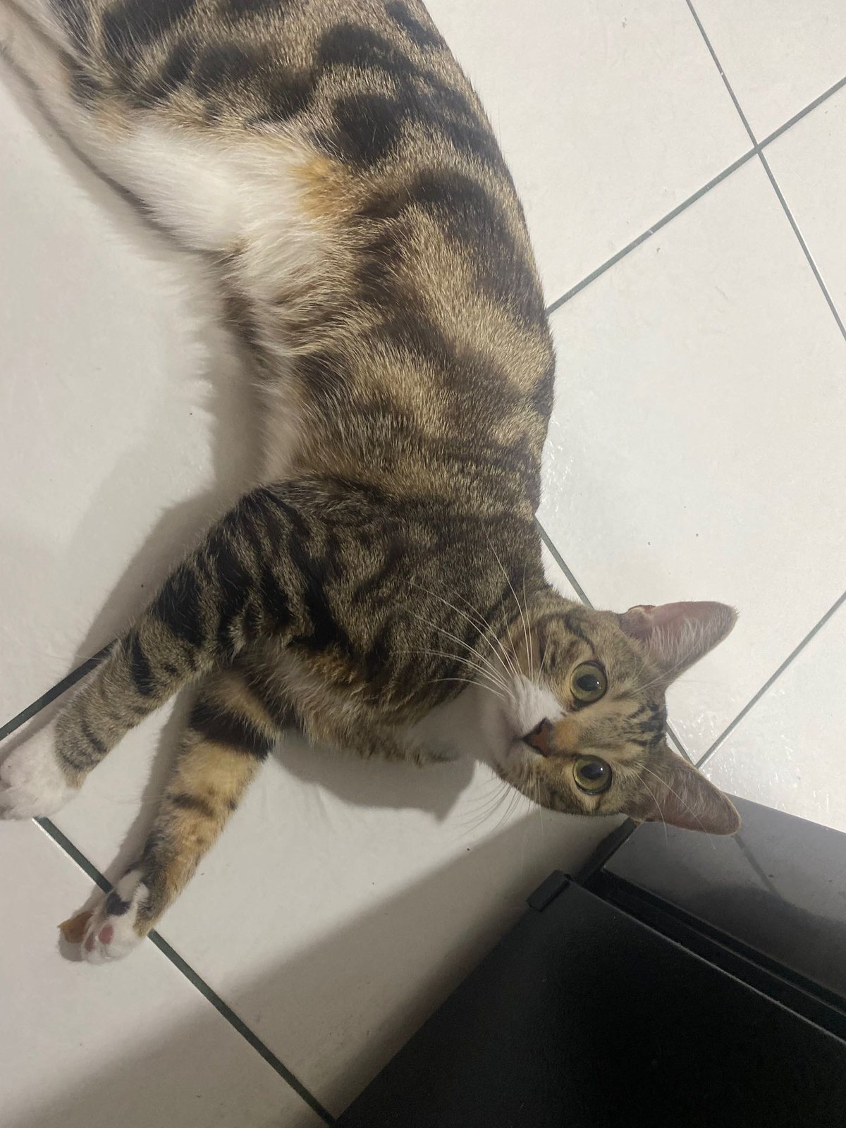Lost Cat in Cypress, California — listing photo