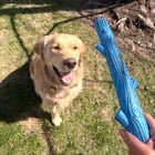 Lost Dog in Indianapolis, Indiana — listing photo