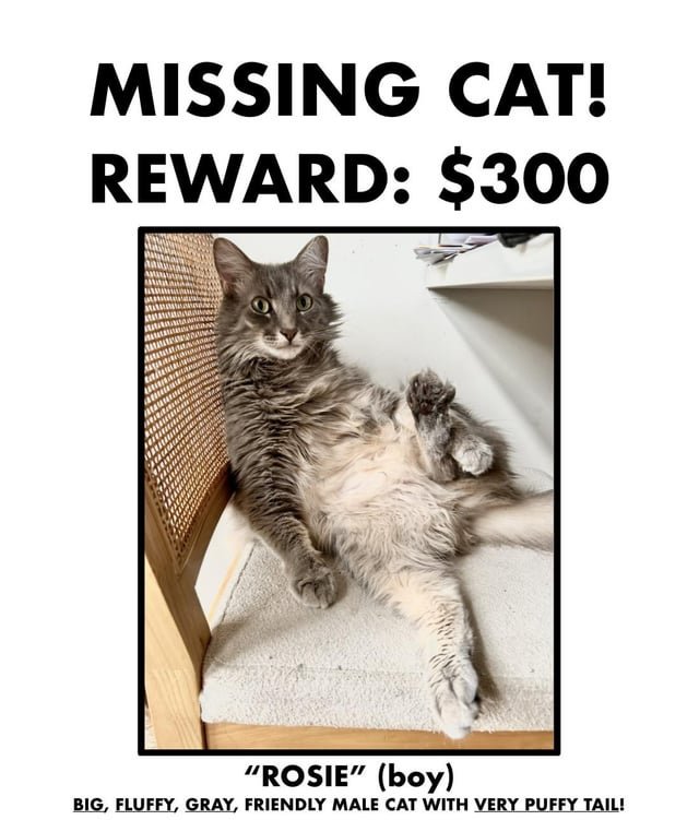 lost cat in Baltimore, Maryland
