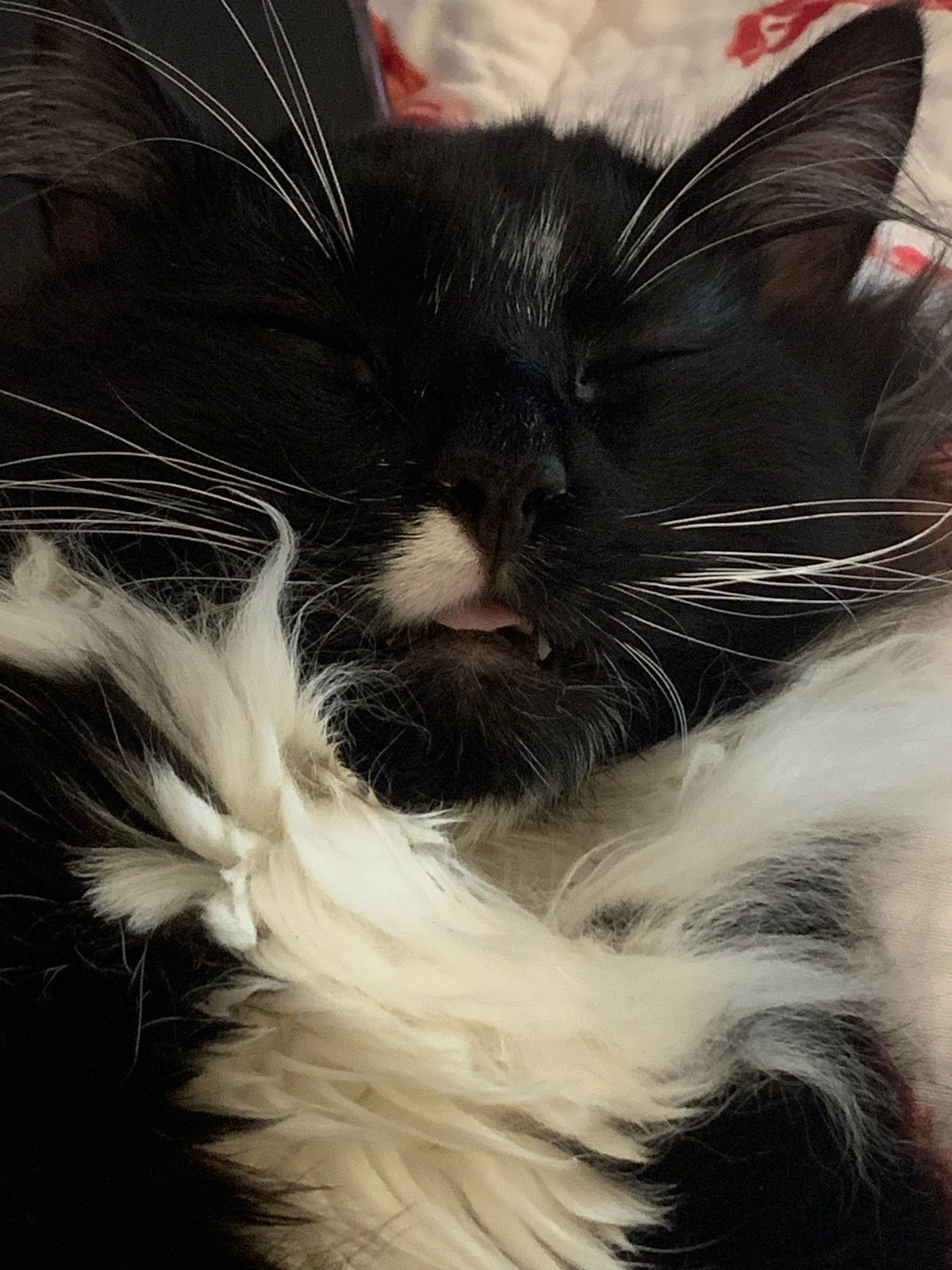 Lost Cat in Greenwood, Indiana — listing photo