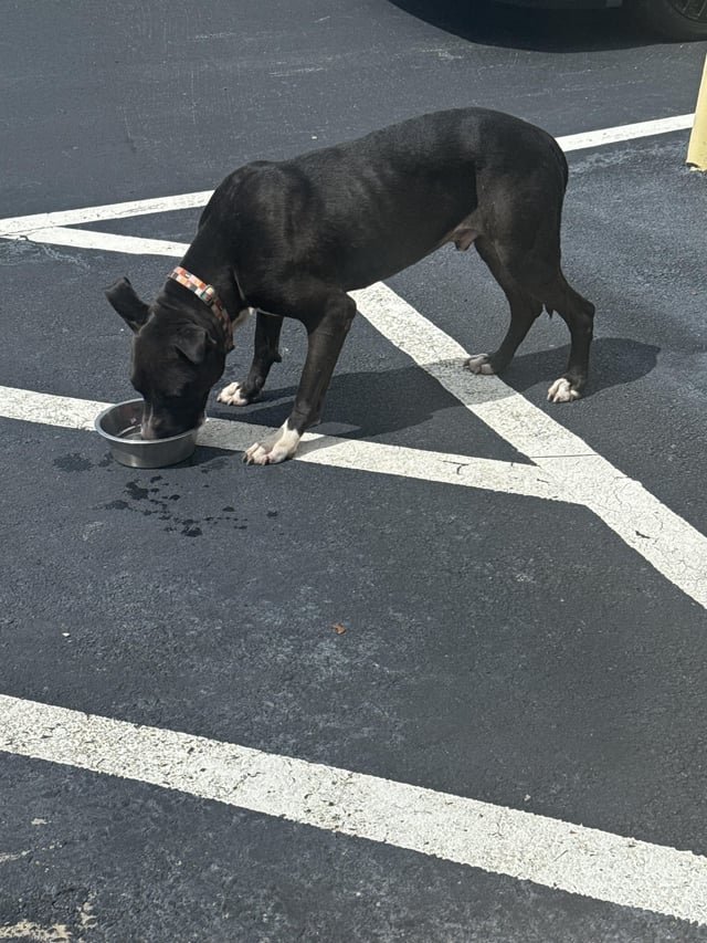 Lost Pet in Orlando, Florida — listing photo