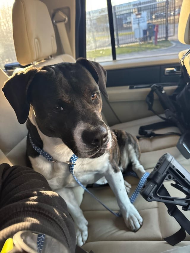 Lost Dog in Memphis, Tennessee — listing photo