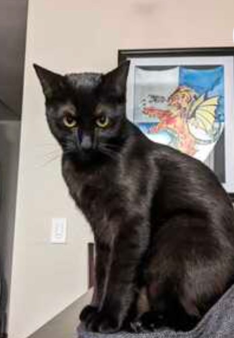 Lost Cat in San Diego, California — listing photo