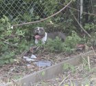 Lost Dog in Boston, Massachusetts — Sweet lost dog in Hyde Park, no collar. (Scroll to 3rd pic)